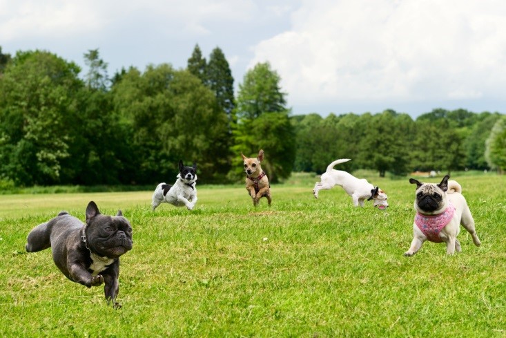 Calming Energetic Small Dogs