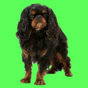 toy spaniel dog breed english charles king dogs quiet list smalldogplace