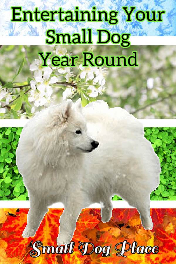 A small American Eskimo Dog is shown in front of a seasonal background.