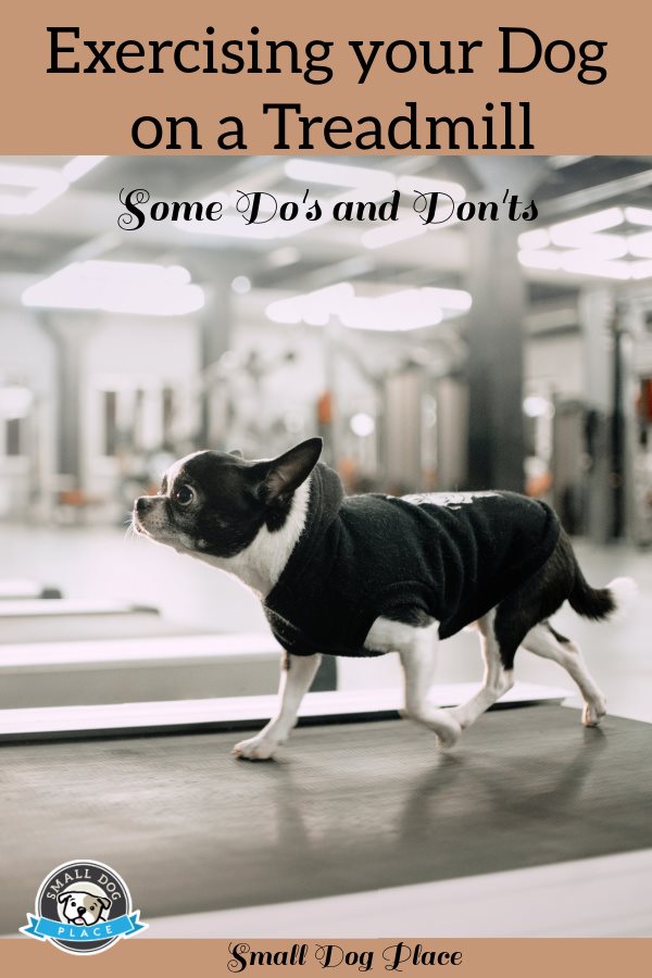 A small Chihuahua is walking on a human treadmill