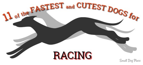 Fastest and Cutest Dogs for Racing