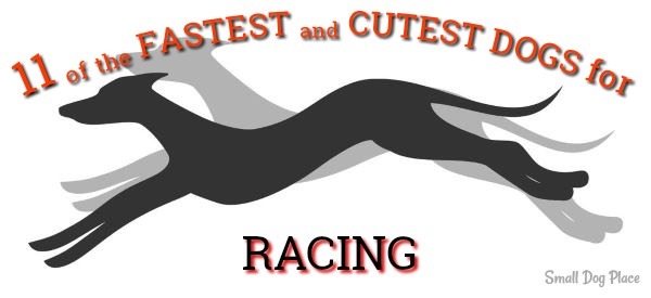 Fastest and Cutest Dogs for Racing Fastest and Cutest Dogs for Racing