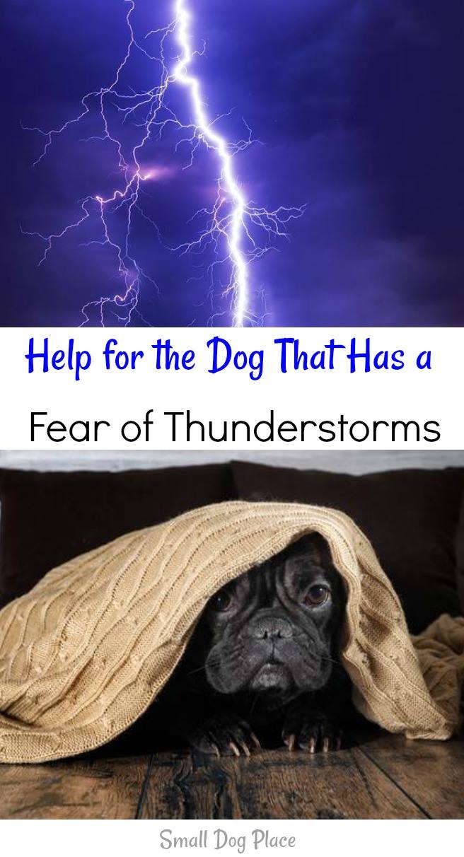 Fear of Thunderstorms:  Help Your Dog Deal with his Fears