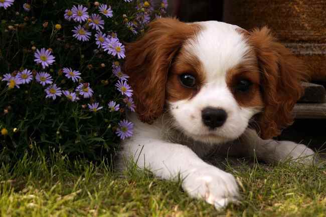 A Cavalier King Charles Spaniel in a flower garden outdoors.