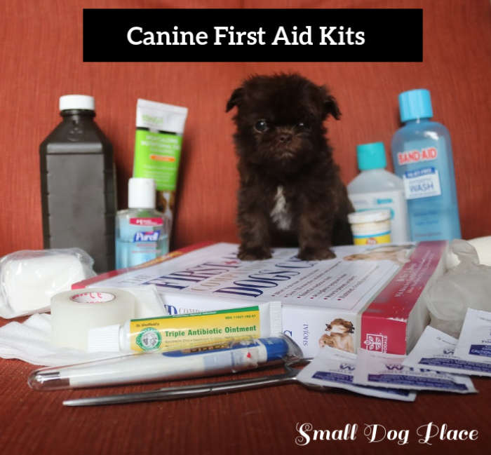A Shih Tzu Puppy is posing in a collection of suggested first aid supplies for dogs.