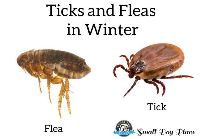 A highly enlarged image of a flea and a dog tick.