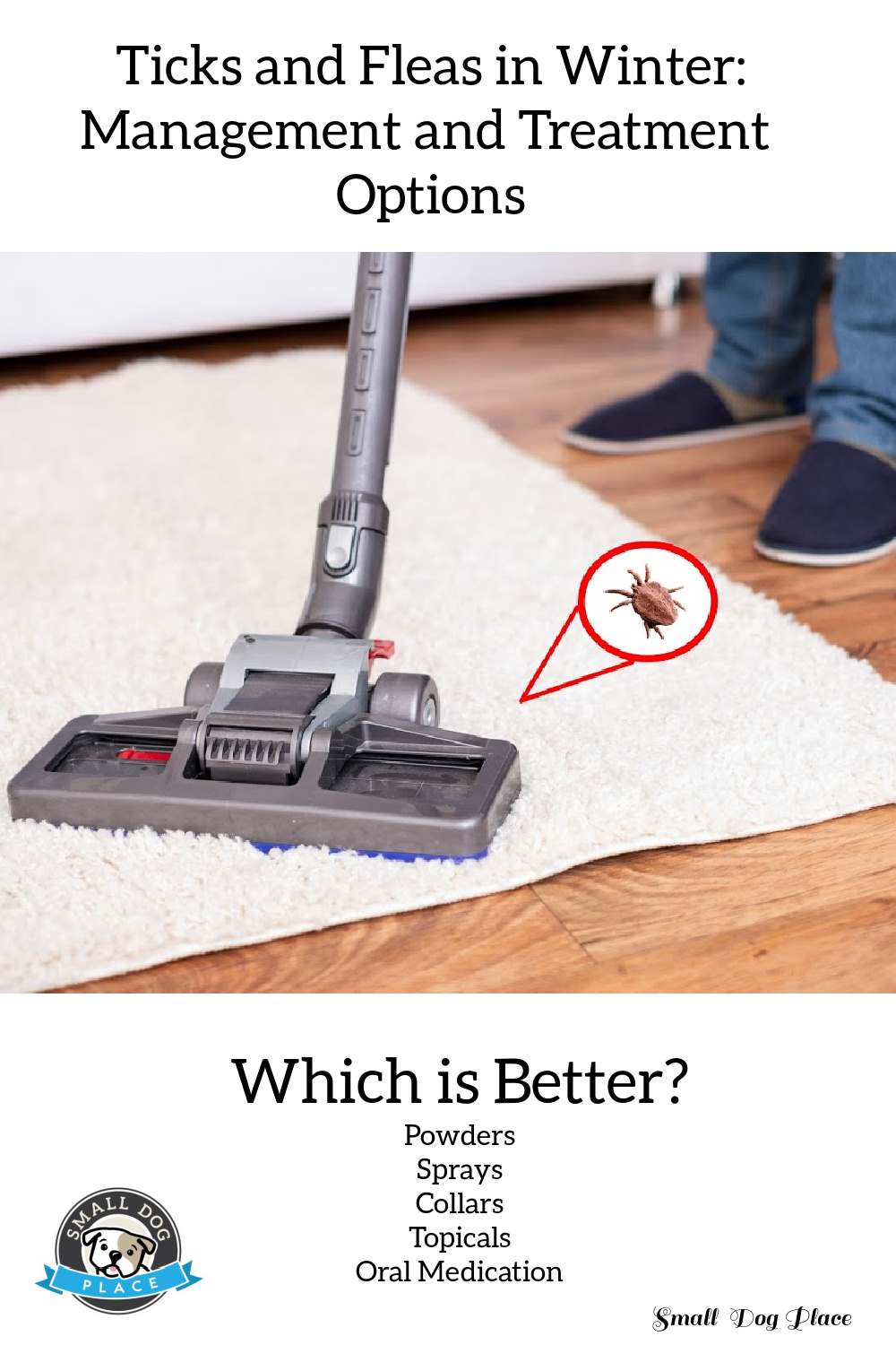 Fleas found in carpet, a common place for hiding indoors during the winter months.