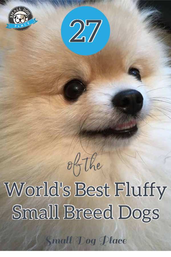 World's Best Fluffy Breed Dogs