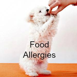 Food Allergies in Puppies