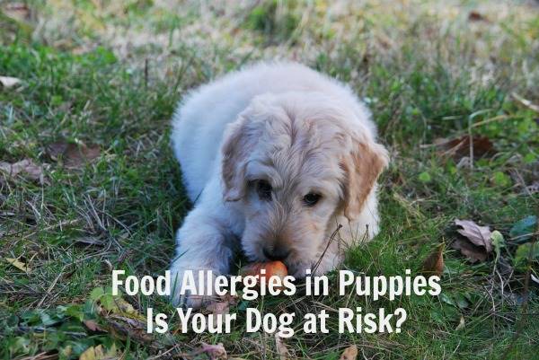Food allergies in puppies can be worrisome.  Learn how to identify and set up an elimination diet.