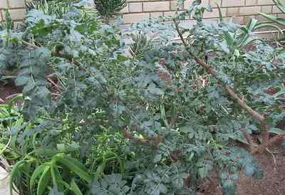 Frankincense Oil for dogs Frankincense Oil for dogs