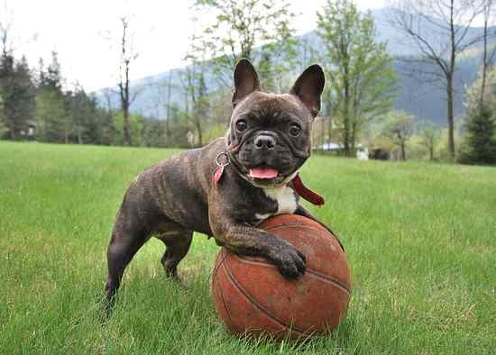 French Bulldogs do not require as much exercise as other bully breeds.