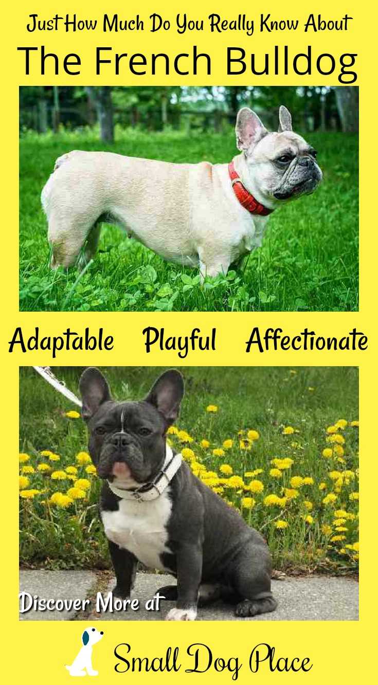All You Need to Know About the French Bulldog at Small Dog Place French Bulldog Pin