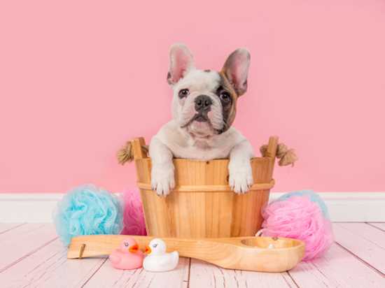Grooming the French Bulldog The grooming requirements of a French Bulldog are minimal.