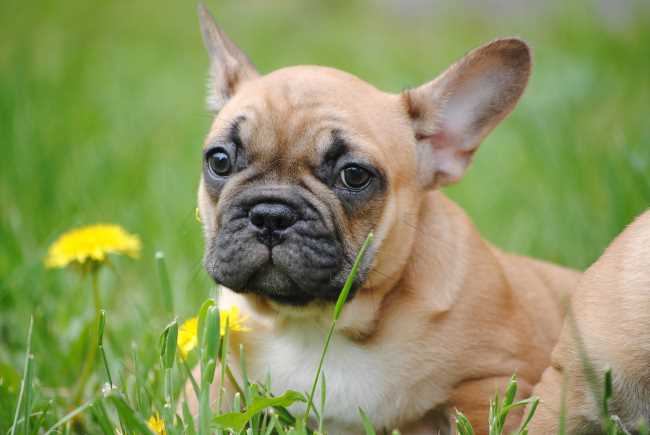 A French Bull Dog is laying in a field of grass and dandelions.