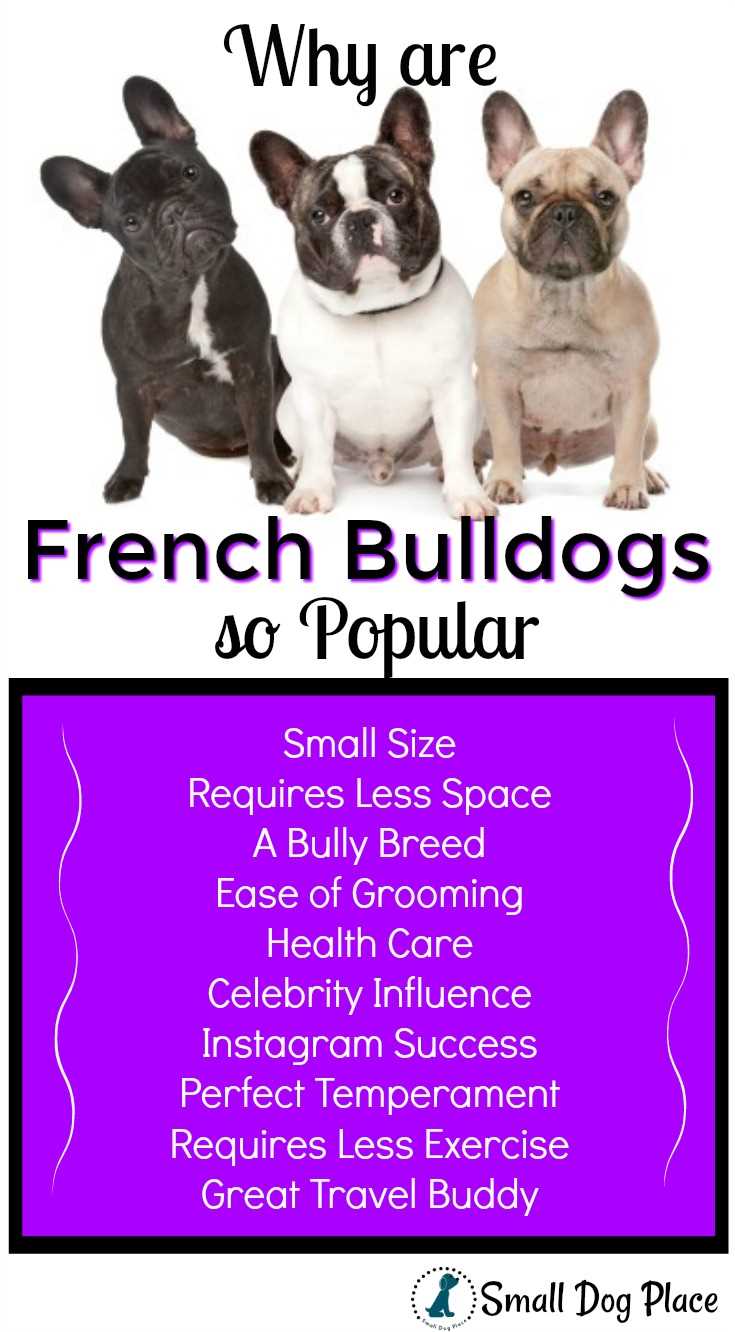 Why are French Bulldogs so Popular?