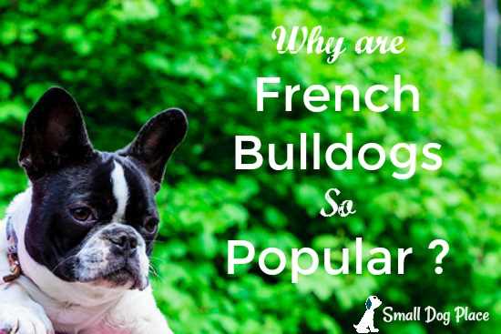 Cute Small Dog Breeds French Bulldog