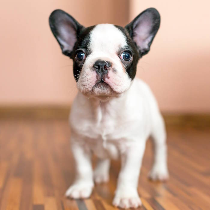 A young French Bulldog Pup is looking straight at the camera