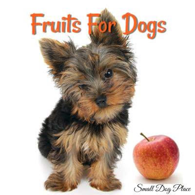 Fruits for Dogs:  Which fruits can my dog eat?