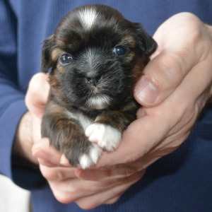A small brindle puppy of 3 weeks old