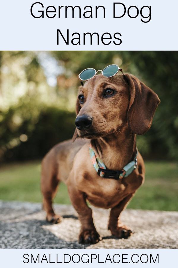 German Dog Names showing a Dachshund on a pin image