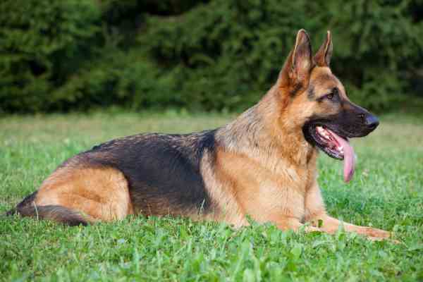 Adult German Shepherd laying in the grass