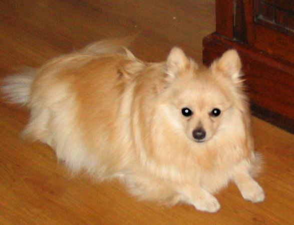 german spitz colours