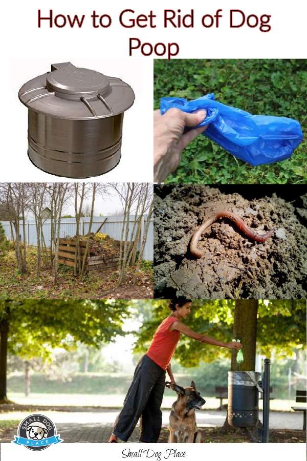 Get rid of dog poop pin image Get rid of dog poop pin image