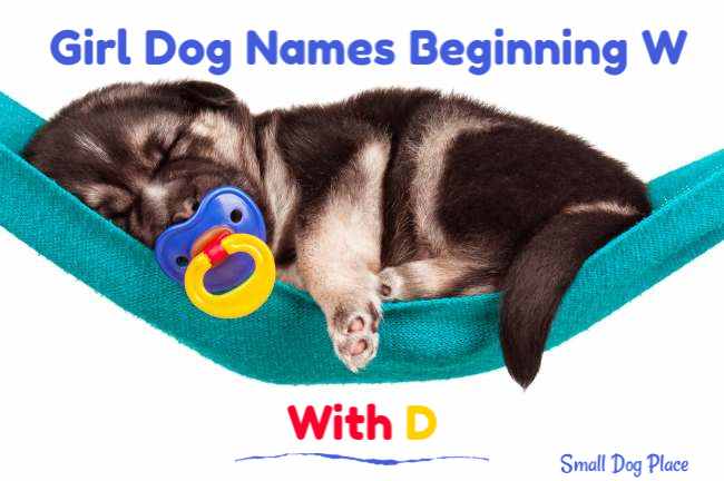 Girl Dog Names Beginning With D