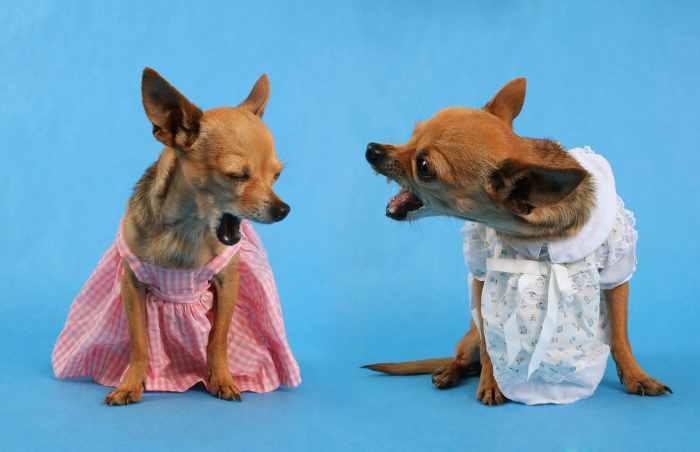 Two female chihuahuas appearing to be in an argument.