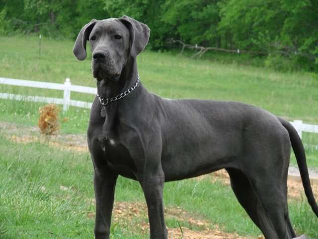 Great Dane is standing in a field of grass