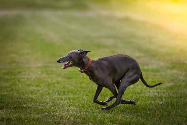 Small shop fast dogs
