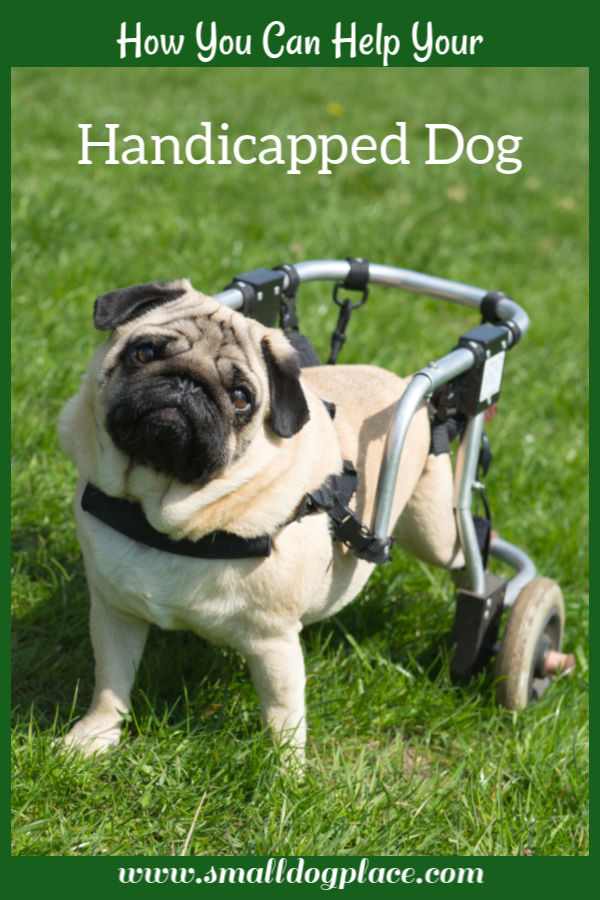 A handicapped pug dog