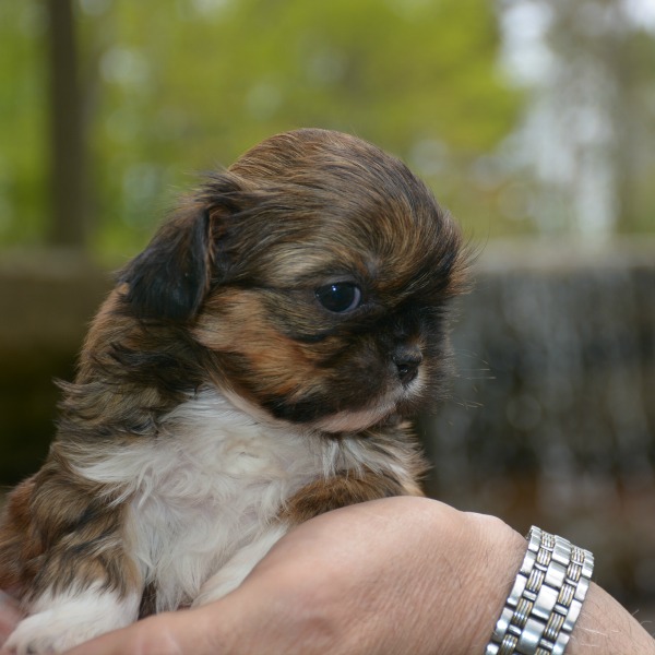 chinese shih tzu