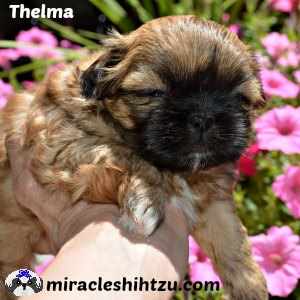 puppy in front of flowers