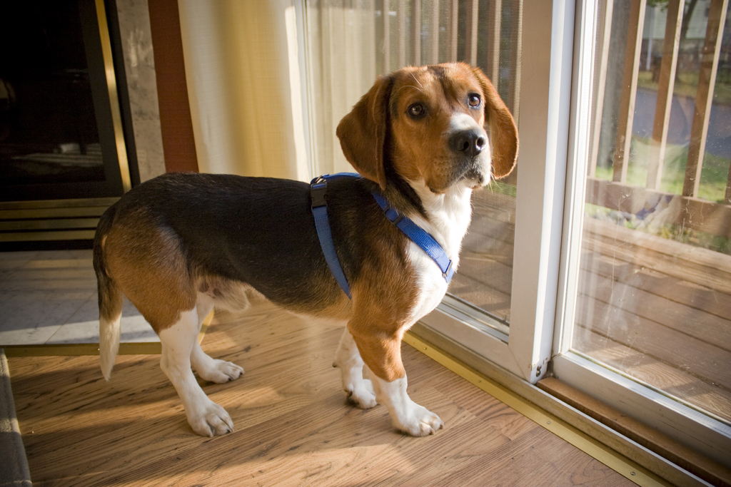 A small beagle is wearing a harness