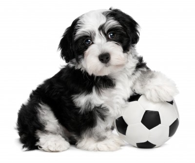 dog breed havanese puppy