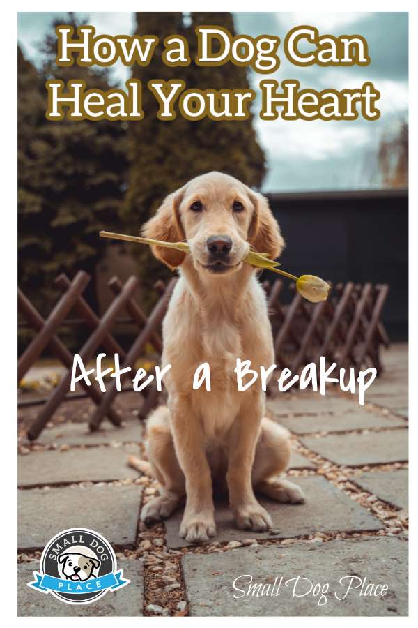 How Getting a Dog Can Heal Your Heart After a Breakup A yellow lab is sitting with a rose in his mouth