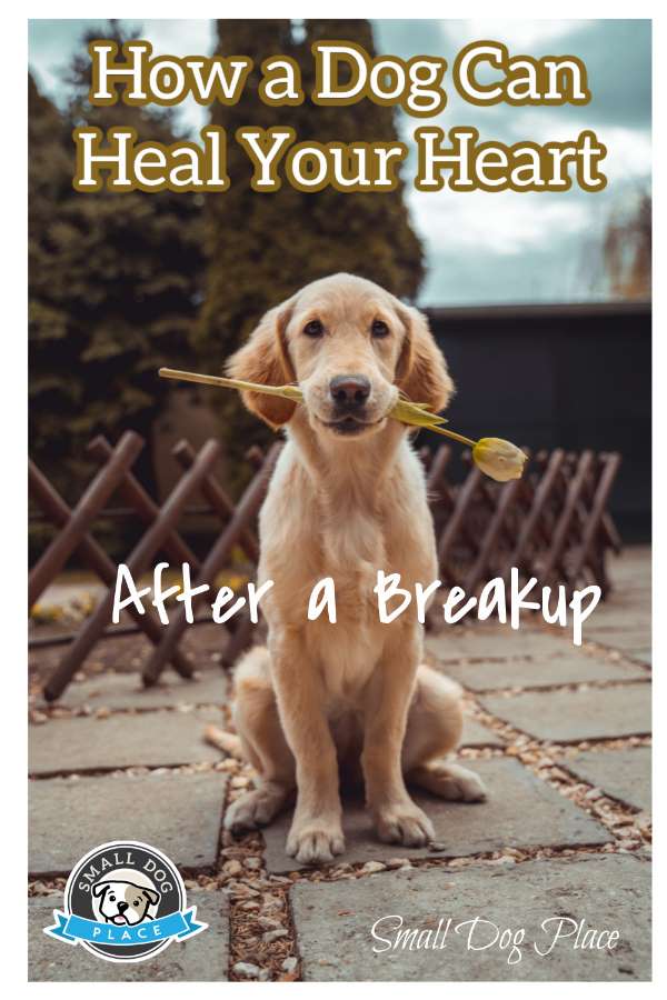 A yellow lab is sitting with a rose in his mouth