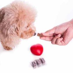 Heartworm Disease: Facts You Should Know