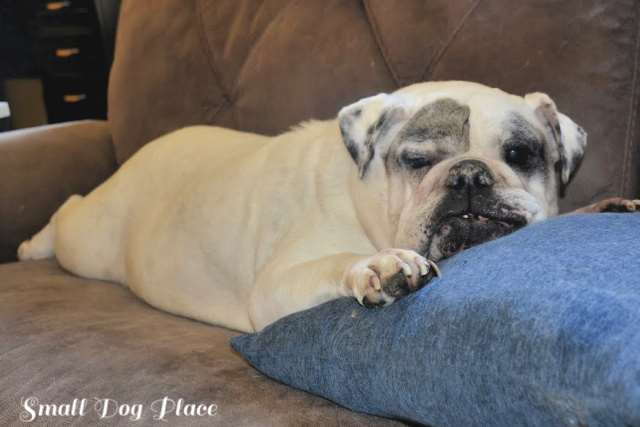 Helda is our 10-year-old bulldog who was a good candidate to try CBD Oil for dogs in pain. Helda is our 10-year-old bulldog who was a good candidate to try CBD Oil for dogs in pain.