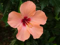 Hibiscus Hibiscus