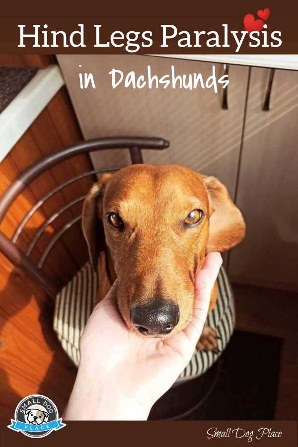A Dachshund who has experienced paralysis in his hind legs.
