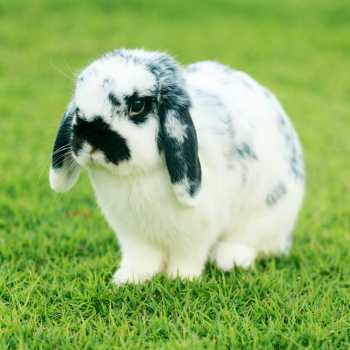 Holland Lop