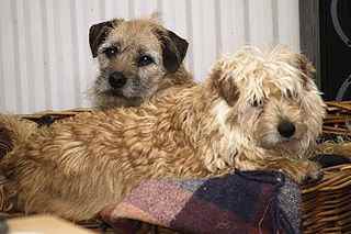 A Dutch Smoushond and Border Terrier