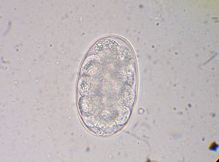 Microscopic photo of a Hookworm egg.