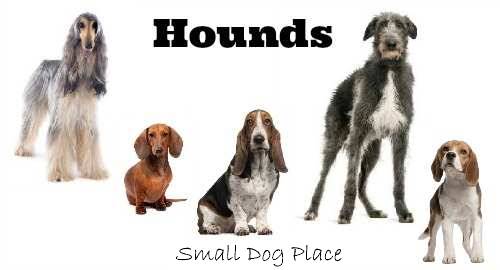 The AKC Hounds Group:  List of small dogs that belong to this grouping.