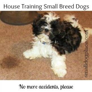 Housetraining Your Small Puppy