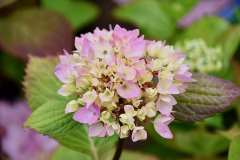 Hydrangea Hydrangea
