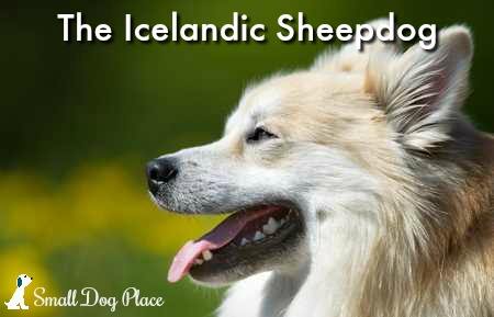 Icelandic Sheepdog:  Loyal, Friendly, Affectionate